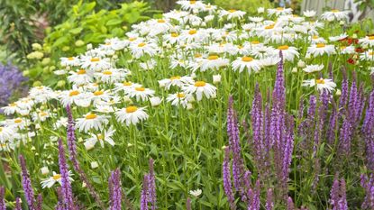 Shasta daisies and perennial salvia in a summer garden