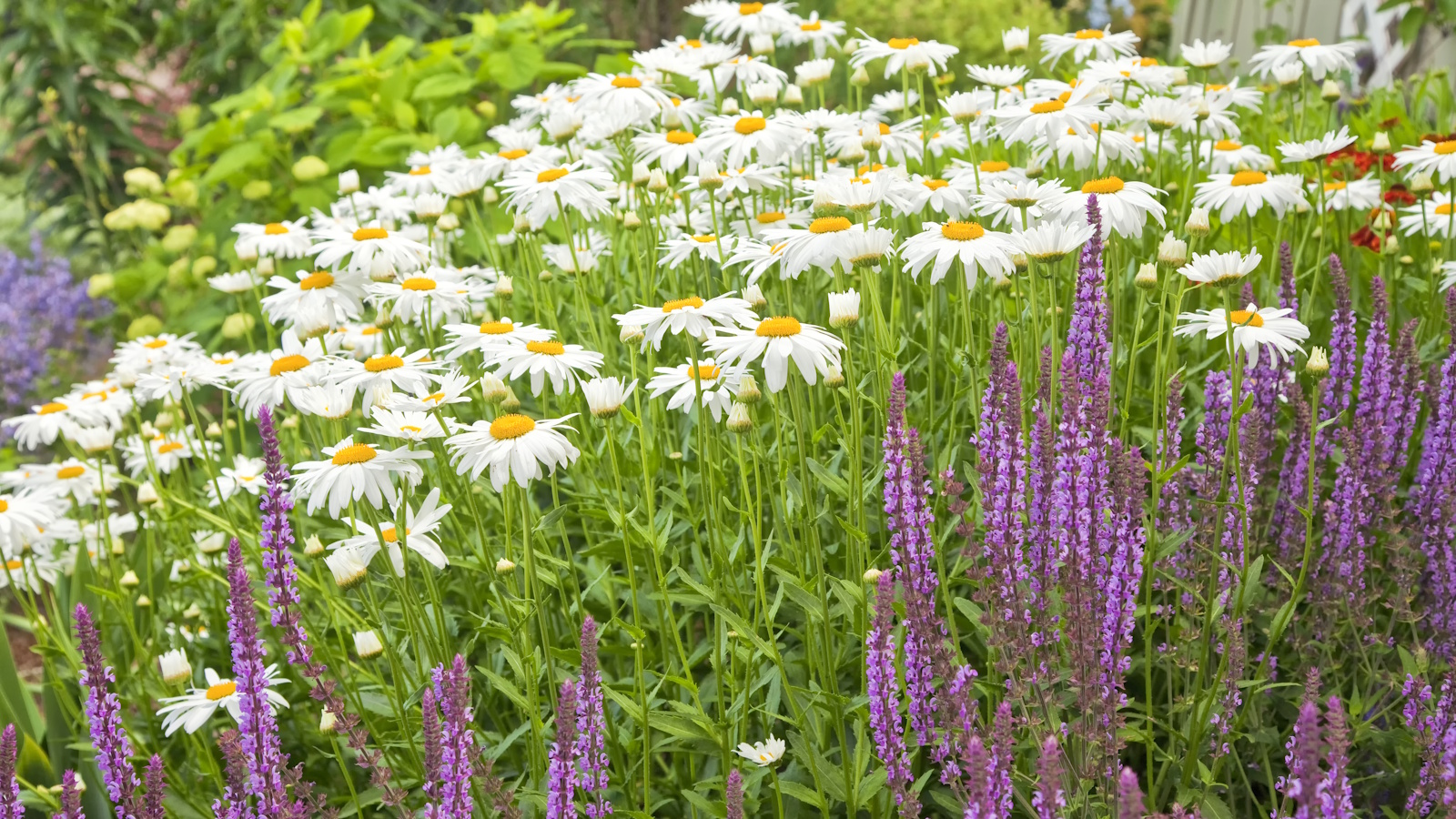 Shasta daisies and perennial salvia in a summer garden