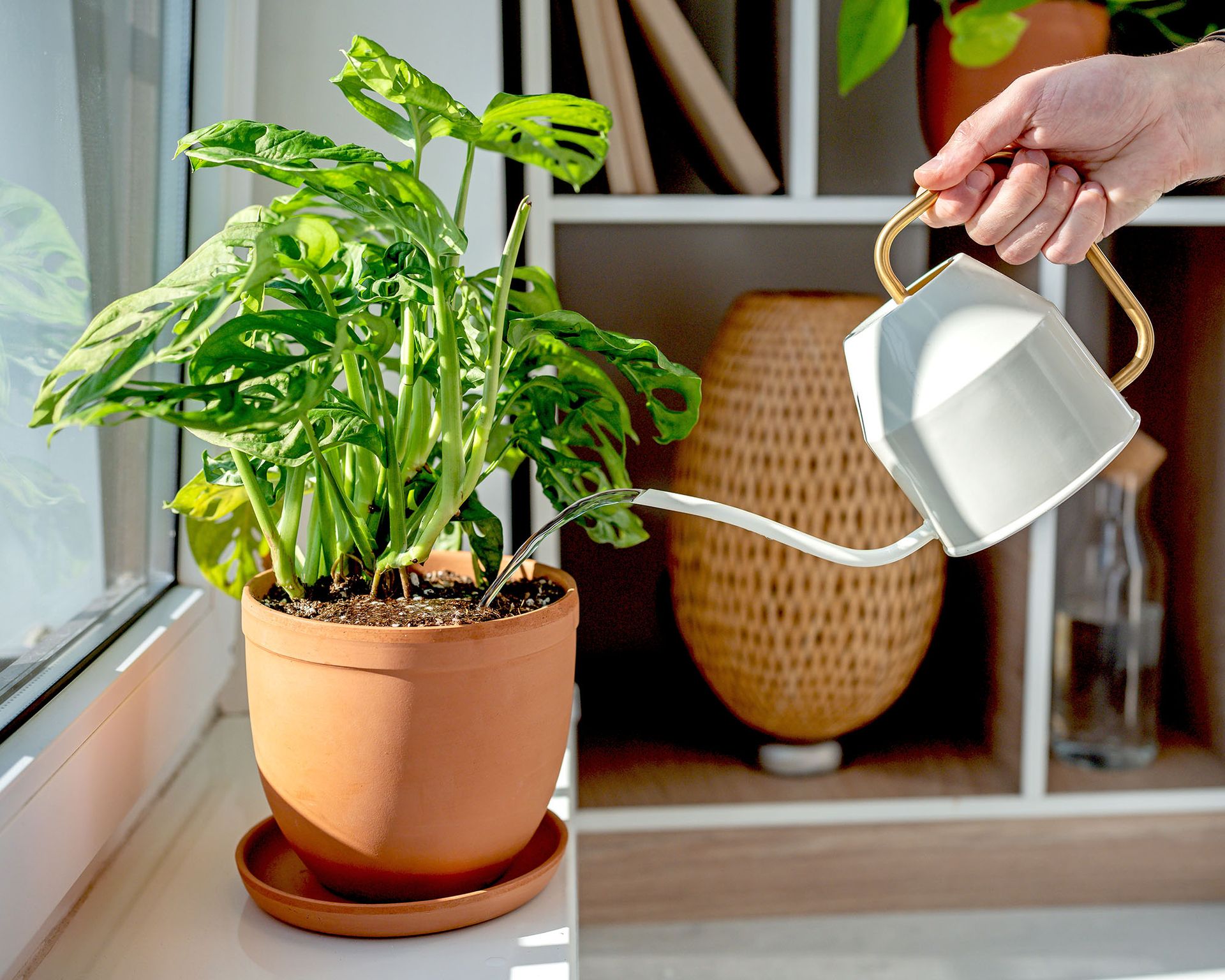 Gardener waters Monstera Adansonii – also known as Swiss cheese plant – in terracotta pot on home windowsill
