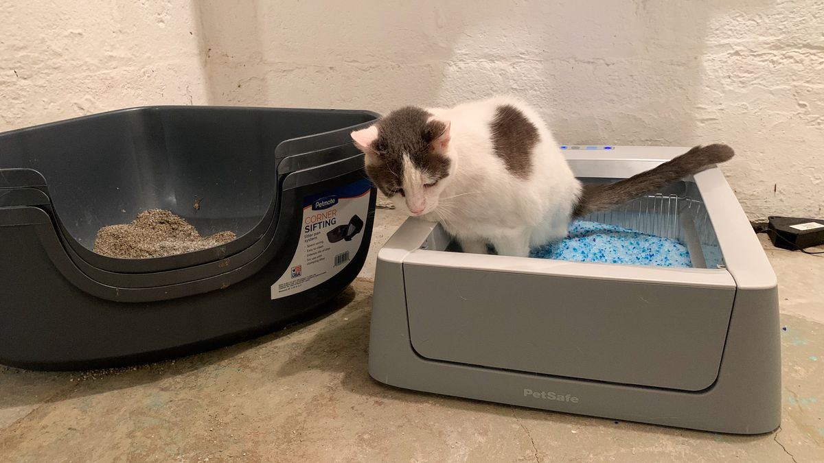 Petsafe ScoopFree Smart SelfCleaning Litterbox review Tom's Guide