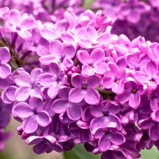 rich purple flower clusters in detail shot of lilac plant