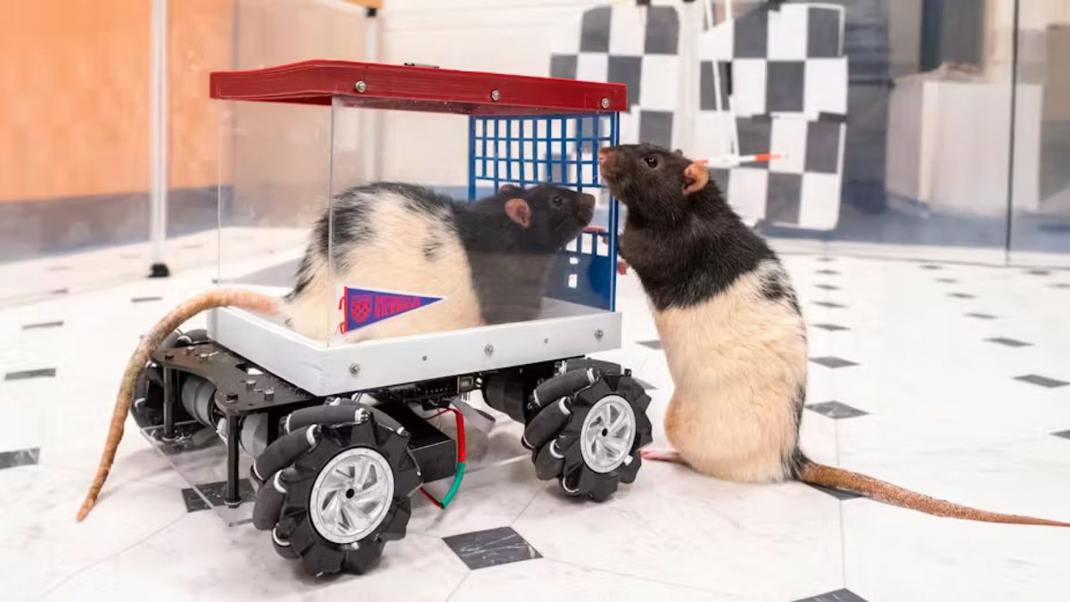 Neuroscientists taught rats to drive tiny cars. They took them out on 'joy rides.'