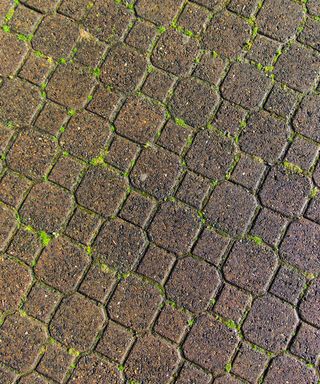 moss on patio