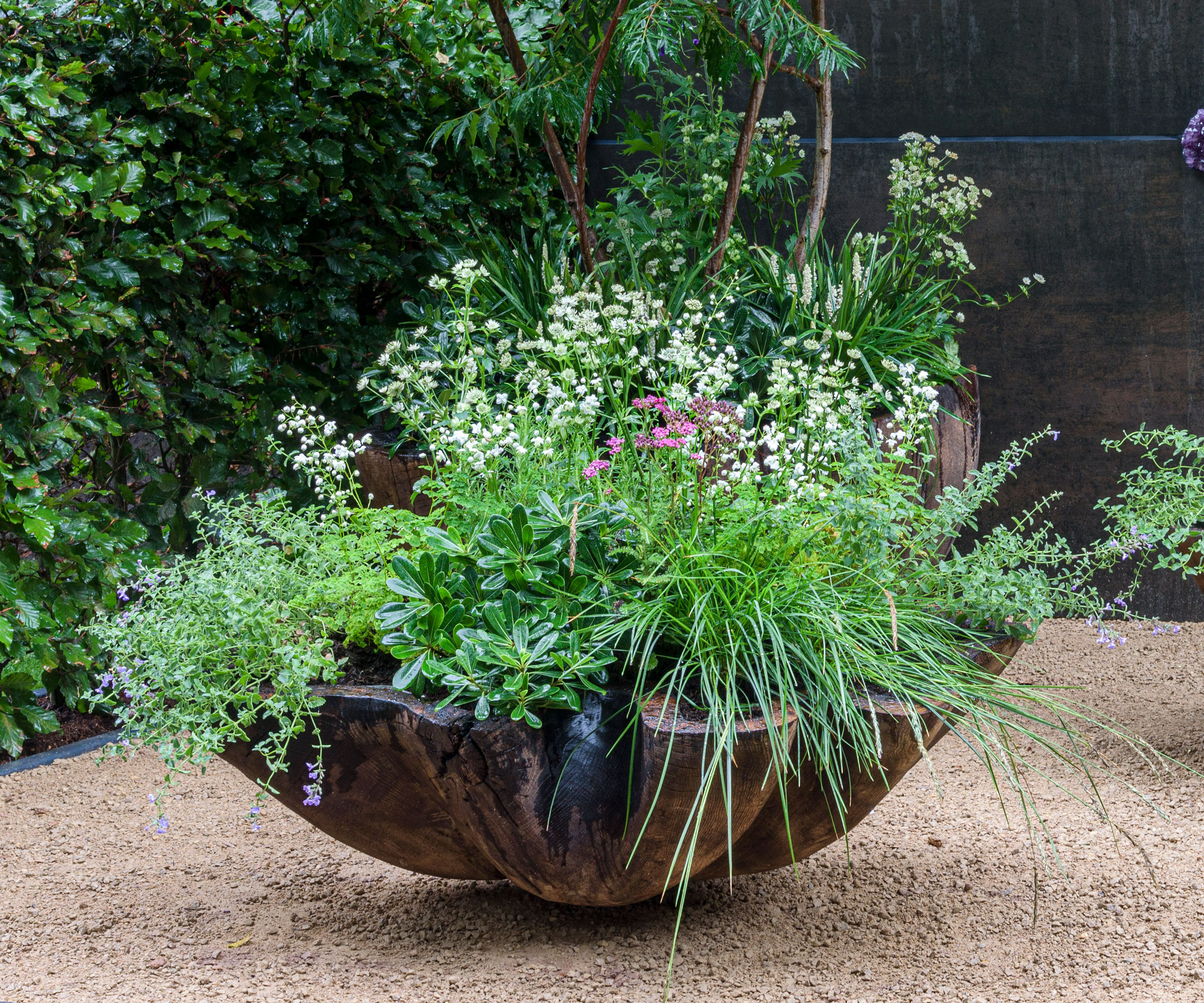 summer container with scalloped edging planted with pittosporum, astrantia, and nepeta, on gravel garden with hedge