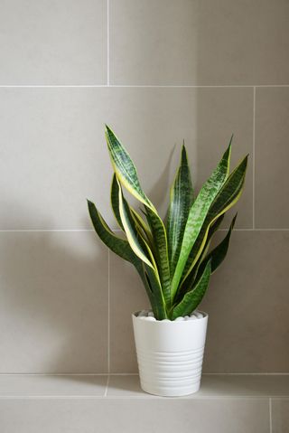 A snake plant in a white pot inside a bathroom with a beige tiled background