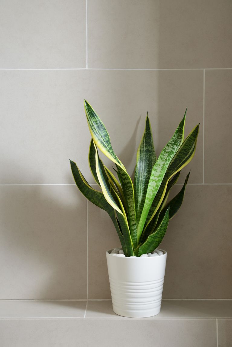 The 6 best houseplants for bathrooms according to experts Livingetc