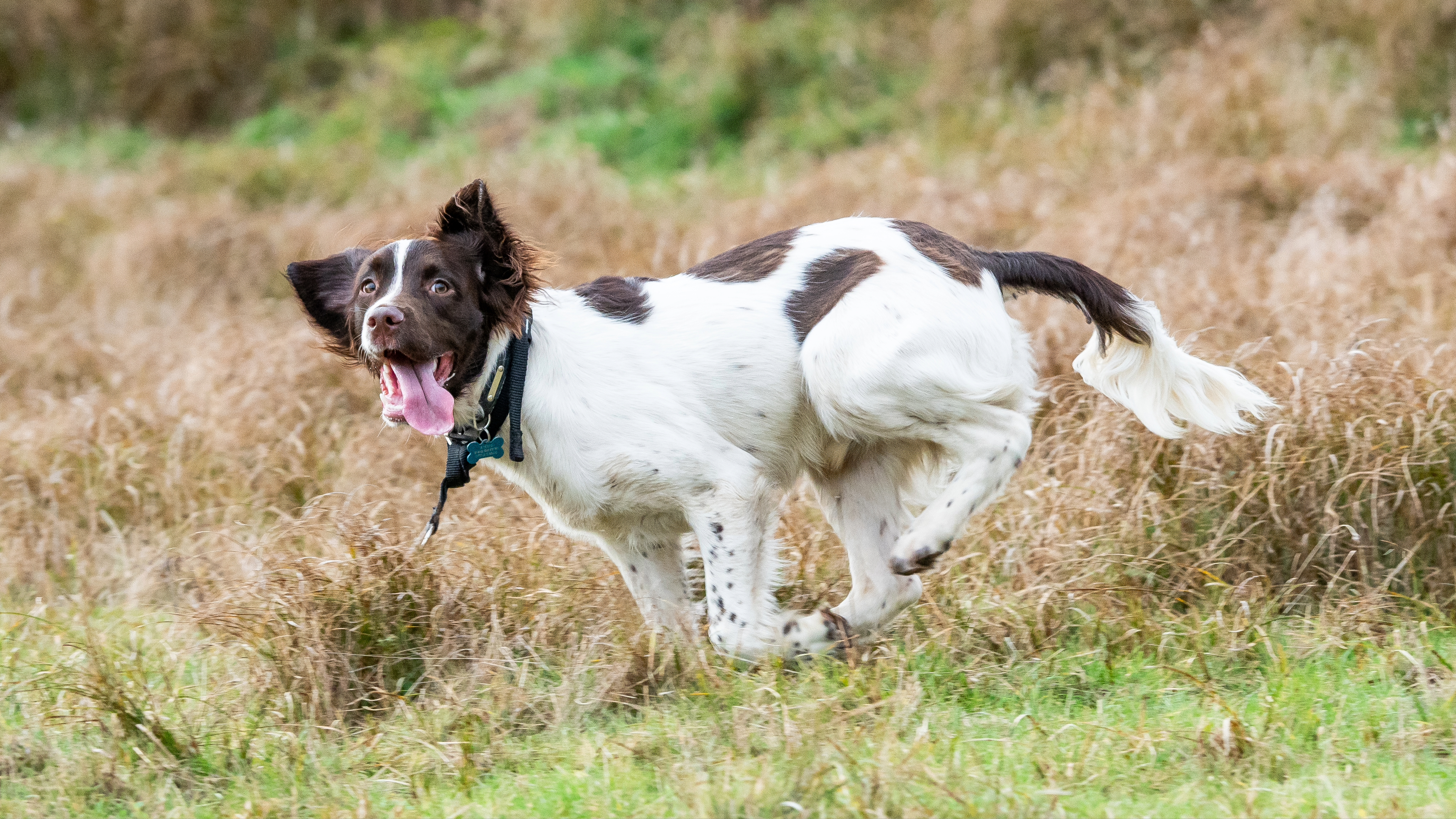 English Springer Spaniel
