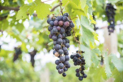 Grapes On Grape Vines