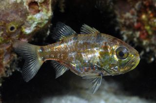 Siphamia new cardinalfish, one of nine new species identified through Conservation International’s Bali Rapid Assessment Program.