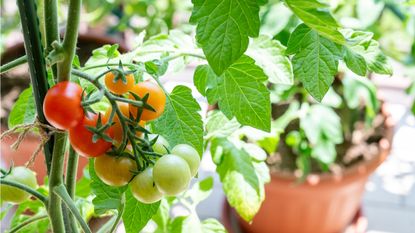 Tomatoes growing on vine