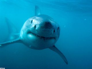 There are more shark attacks in U.S. waters than in any other region of the world.