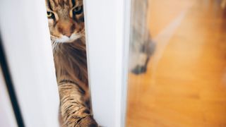 Cat opening door