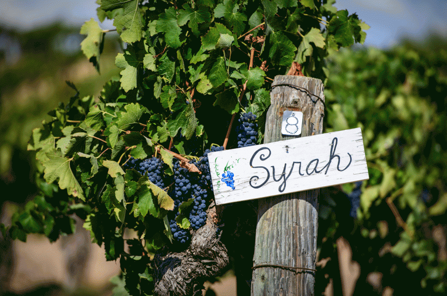 Syrah sign on end of row in vineyard - Syrah / Shiraz difference