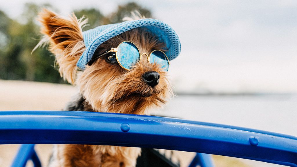 21 best dog breeds for hot weather that cope well | PetsRadar - Temperature Resistant Breeds