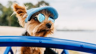 Yorkshire Terrier wearing sunglasses