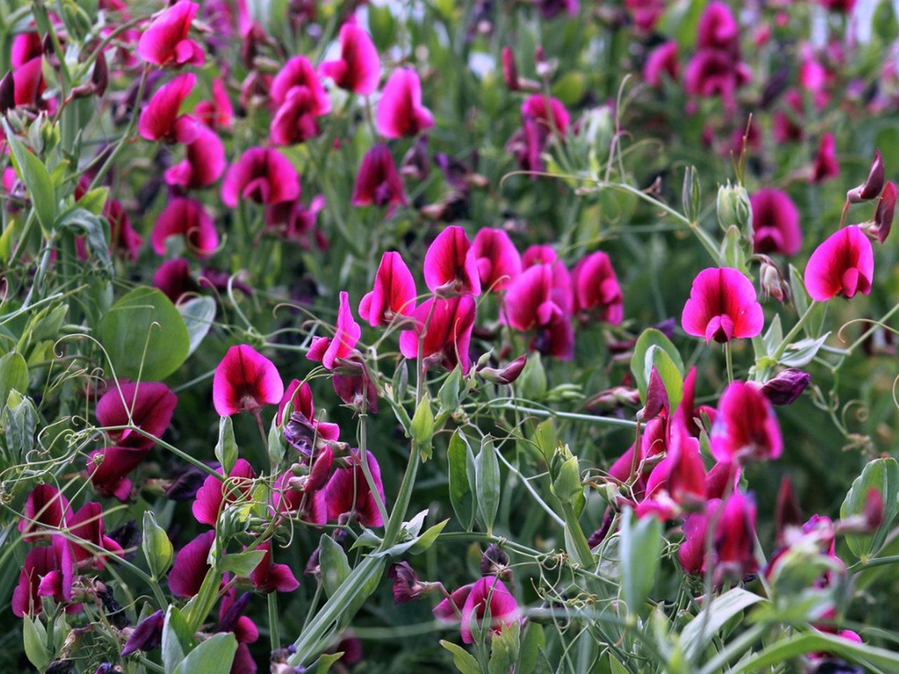 Shade Tolerant Annual Vines with Pink Blooming Flowers