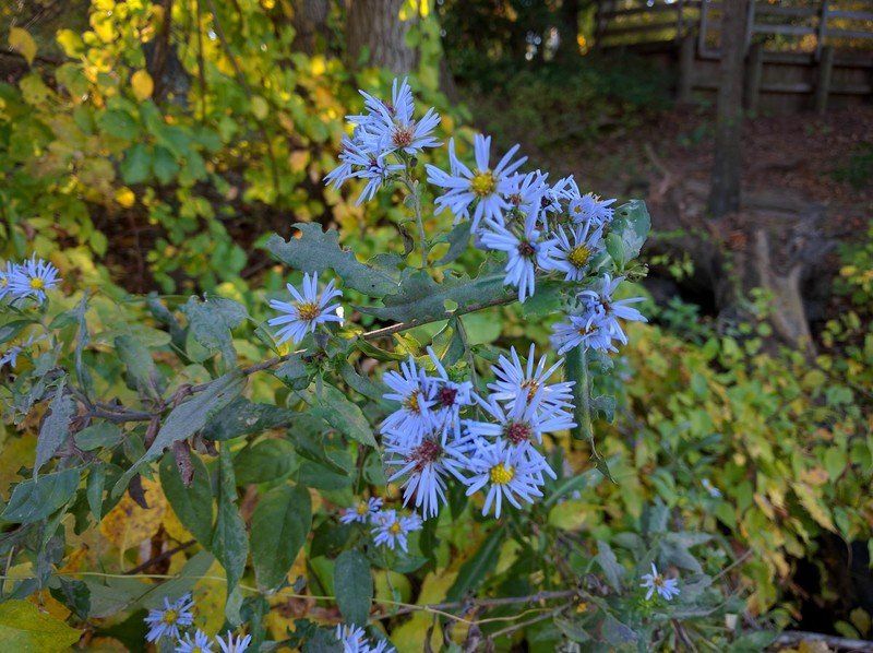 Nexus 5X Flowers
