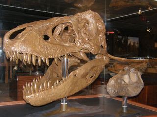 A cast of a juvenile T. rex nicknamed Cleveland next to the skull of a young adult, known as B-rex, on display at the Museum of the Rockies in Bozeman, Montana. 