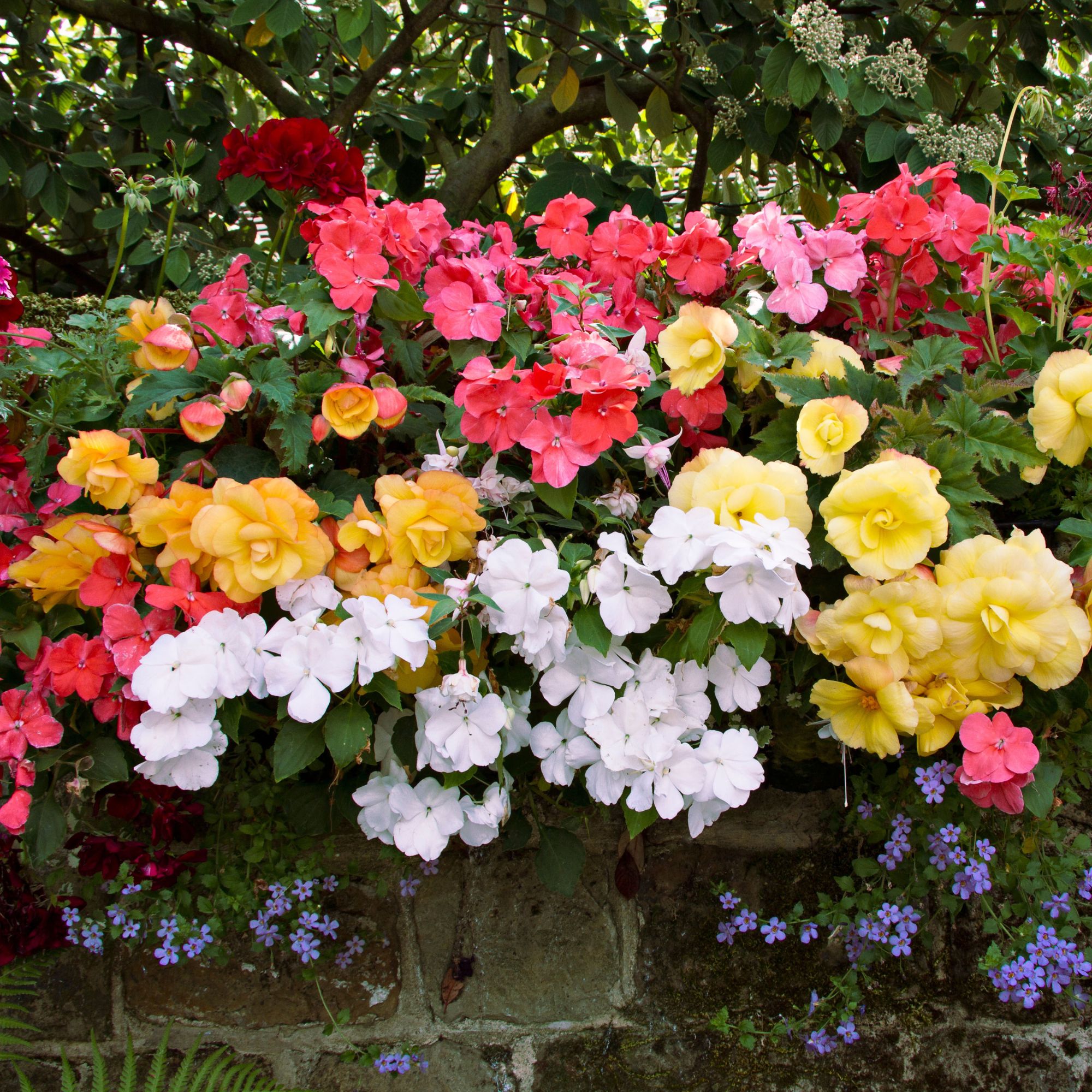 busy lizzies and begonias
