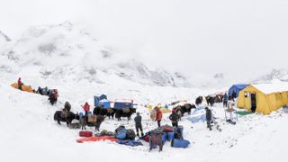 Mountaineers and yaks at Everest base camp