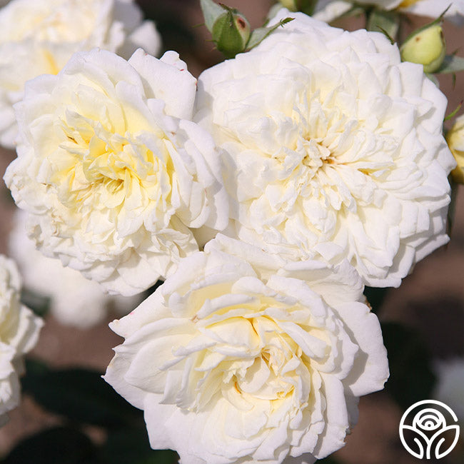 Sunbelt&amp;reg; Polar Express - Rose Only