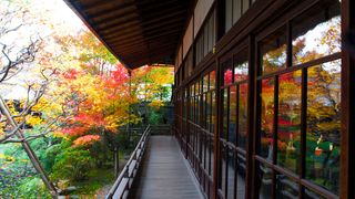 The colorful foliage of autumn