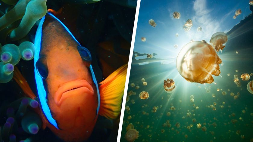 Royal Society of Biology photography competition