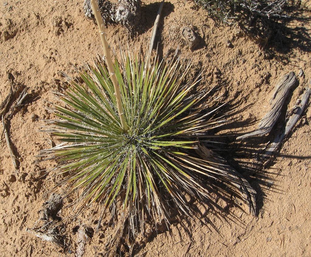 Yucca Plant