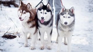 Three Siberian husky dogs