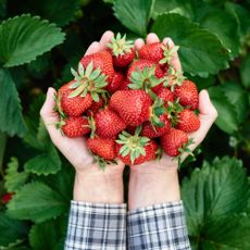 Gardener holding strawberries after harvest