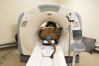 tomo, cat scan, ct scan