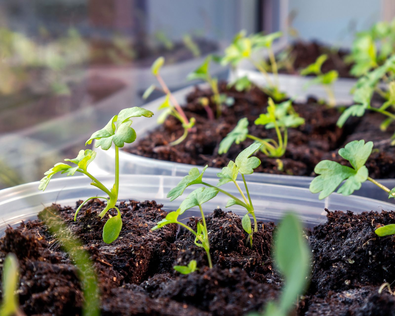 How to grow celery: indoors or outside for a bumper crop | Homes & Gardens