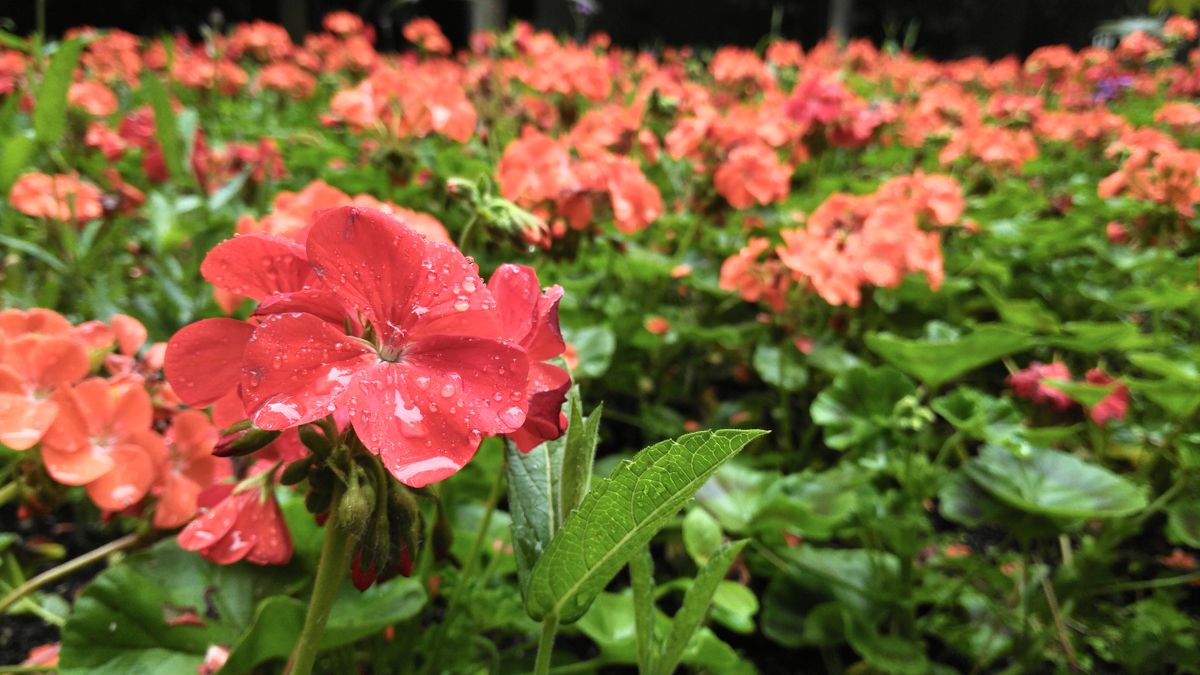 While there&rsquo;s some fuzziness to the finest details here, the color is pleasant and there&rsquo;s nice natural background blur.