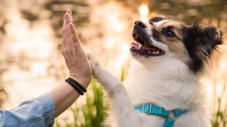 Ways to moisturize dog paws: Jack Russell Terrier giving owner a high five