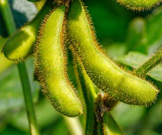 soybeans ripening on stems in late summer