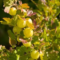 Gooseberries growing on gooseberry bush in garden