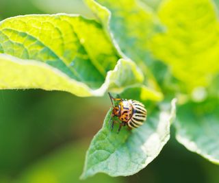 Small, striped beetle on leaf