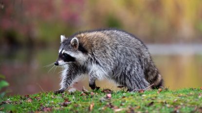 A racoon