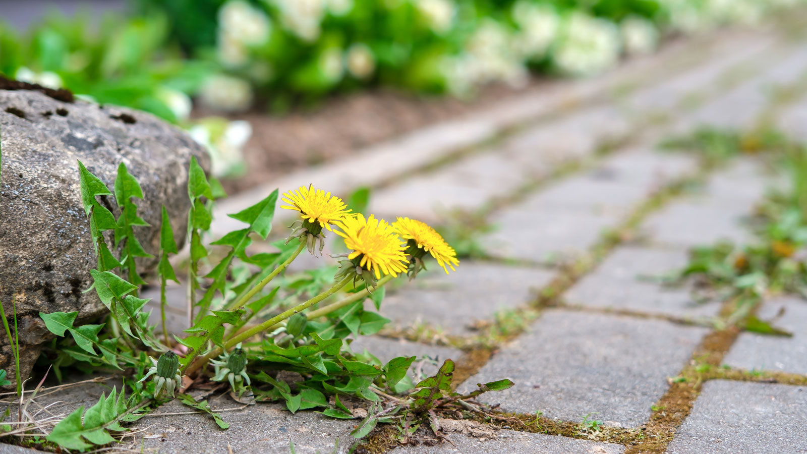 dandelions growing in paving slabs in garden