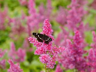 pink Astilbe 'Maggie Daley' flowers with butterfly