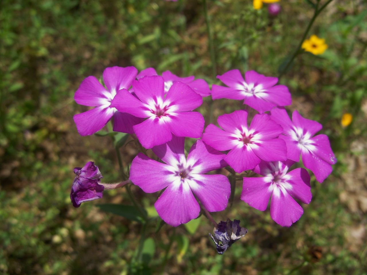 Magenta Colored Drummond&amp;#39;s Phlox Plant