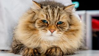 Siberian cat with blue eyes