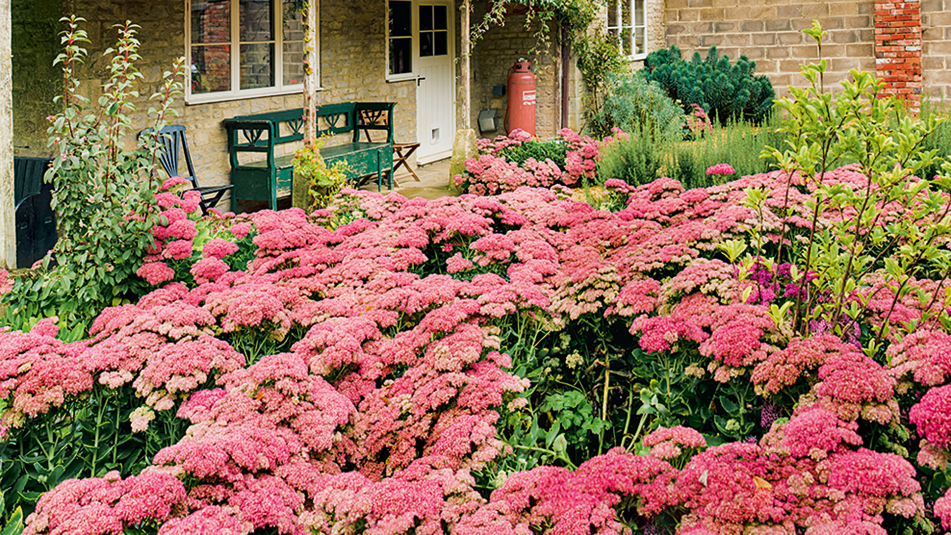 Countryside garden with res sedum growing to show the benefits of the Chelsea chop
