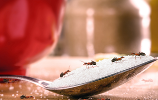 Four ants on a teaspoon of sugar