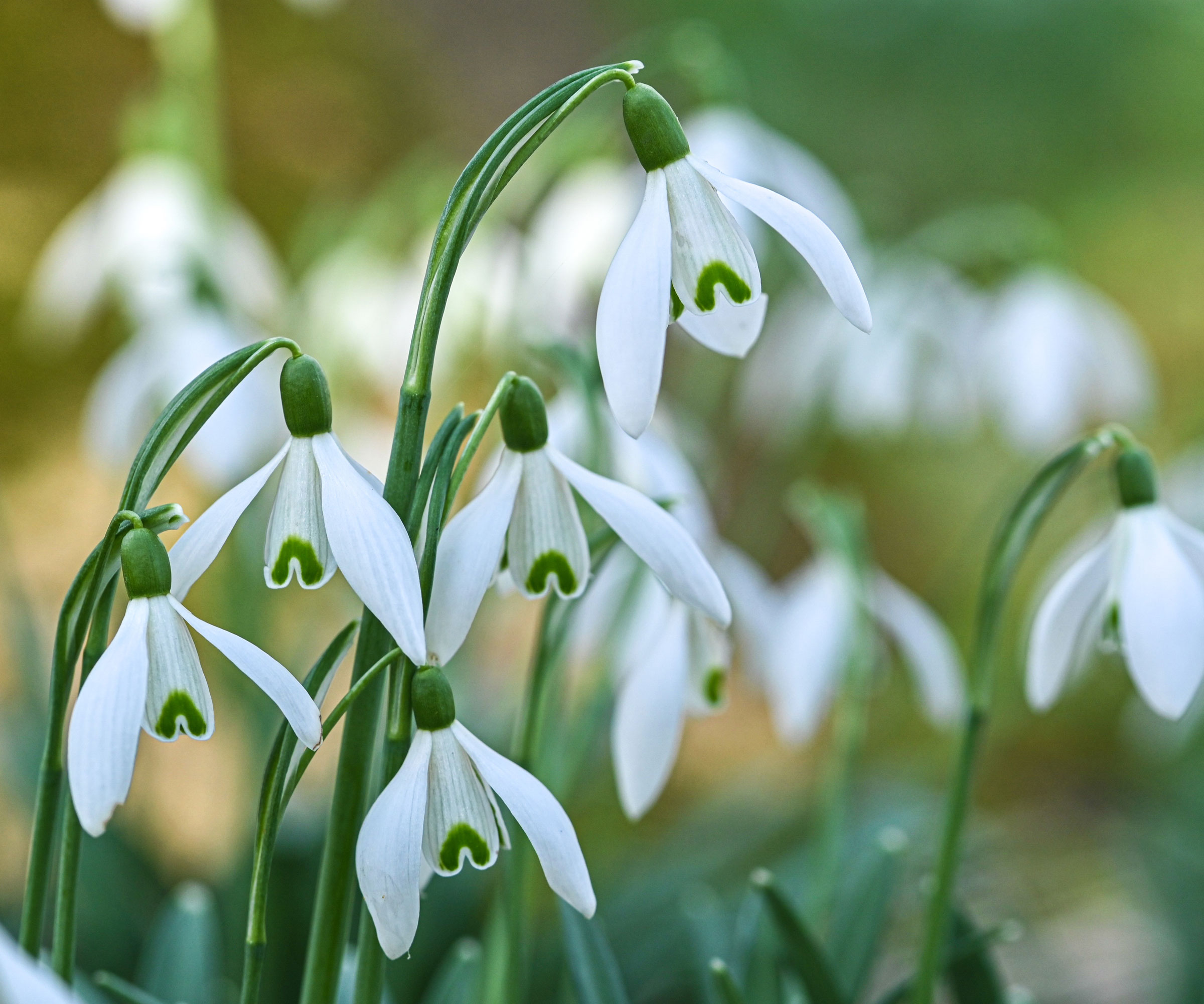 snowdrops with white and green petals