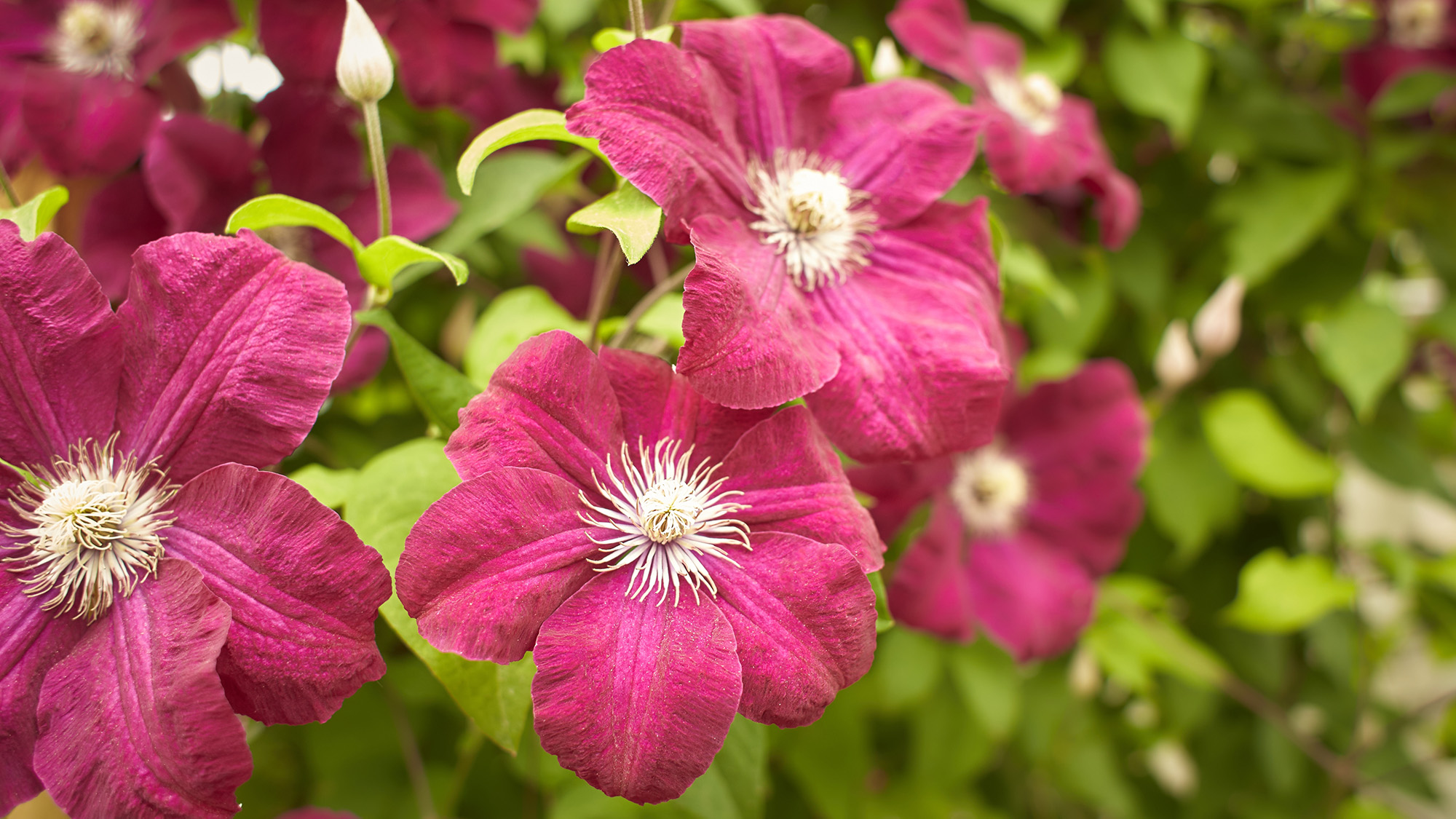 Clematis viticella in the garden. Summer and spring time.