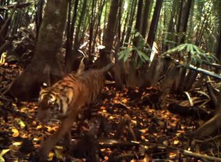 One of the tiger cubs caught on camera.