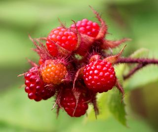 brambles wineberry fruits in august