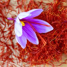 Saffron stigmas scattered on a wooden surface. Saffron crocus flowers. Flowering saffron sativus.
