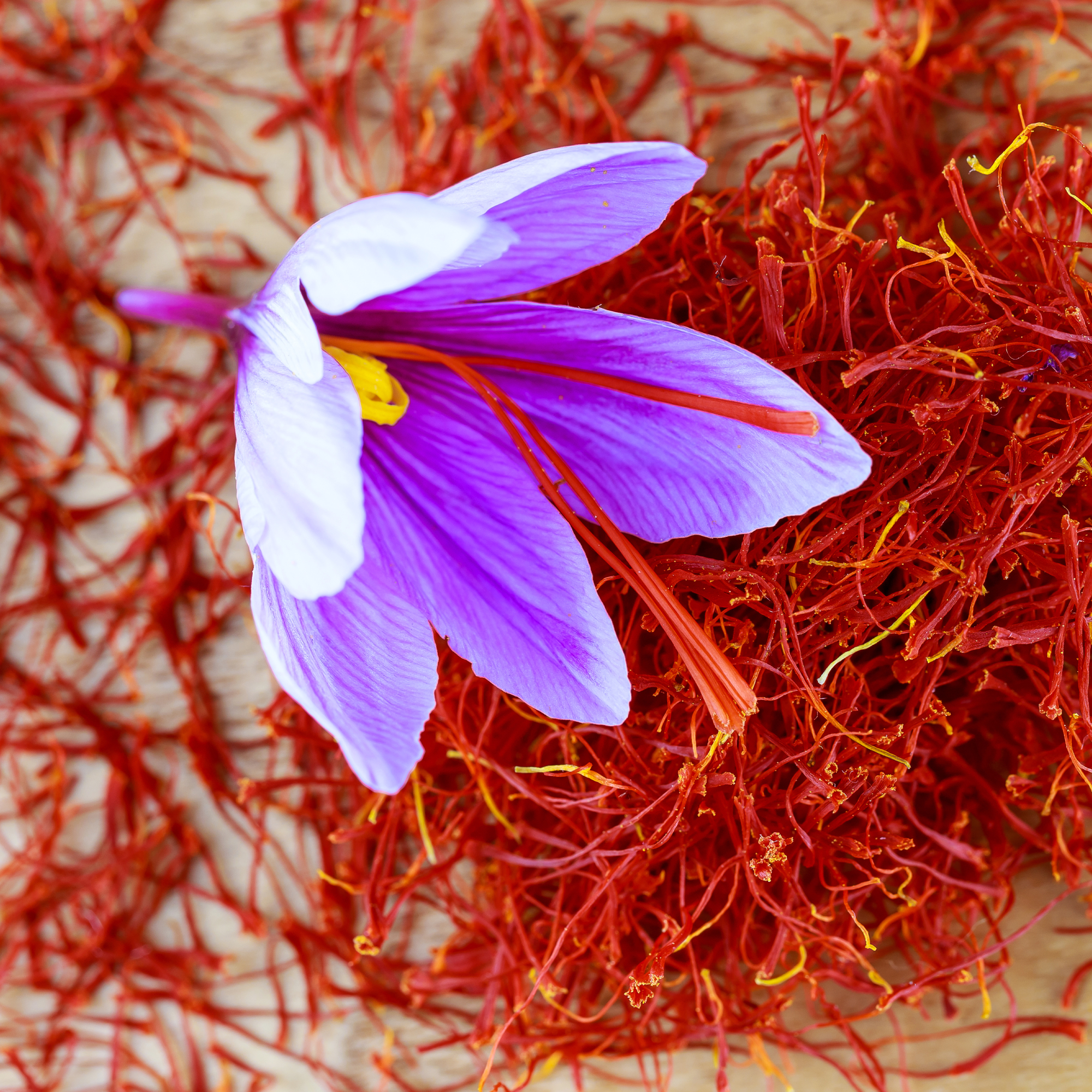 Saffron stigmas scattered on a wooden surface. Saffron crocus flowers. Flowering saffron sativus.